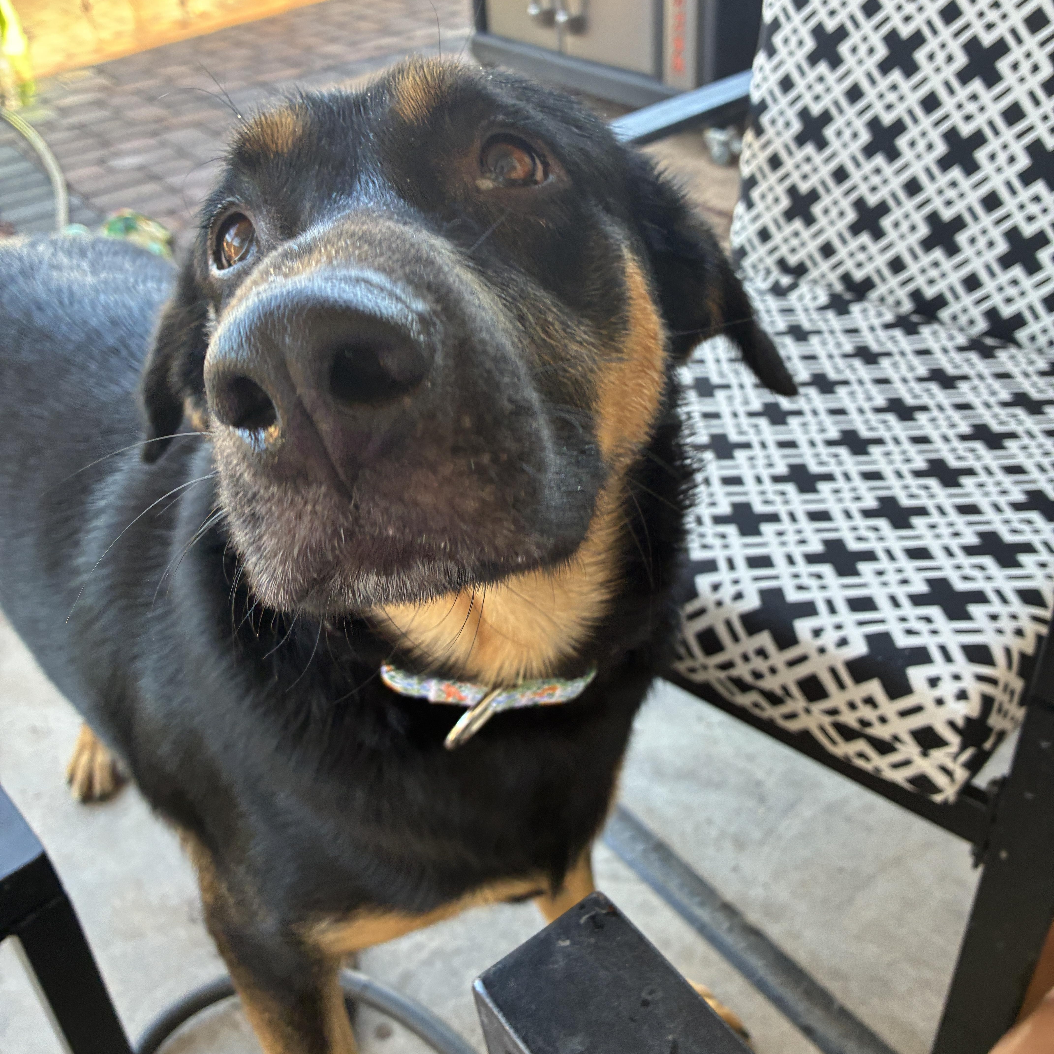 A young large-sized female Tricolor (Brown, Black, & White) Rottweiler dog named Miranda for adoption in Las Vegas, NV