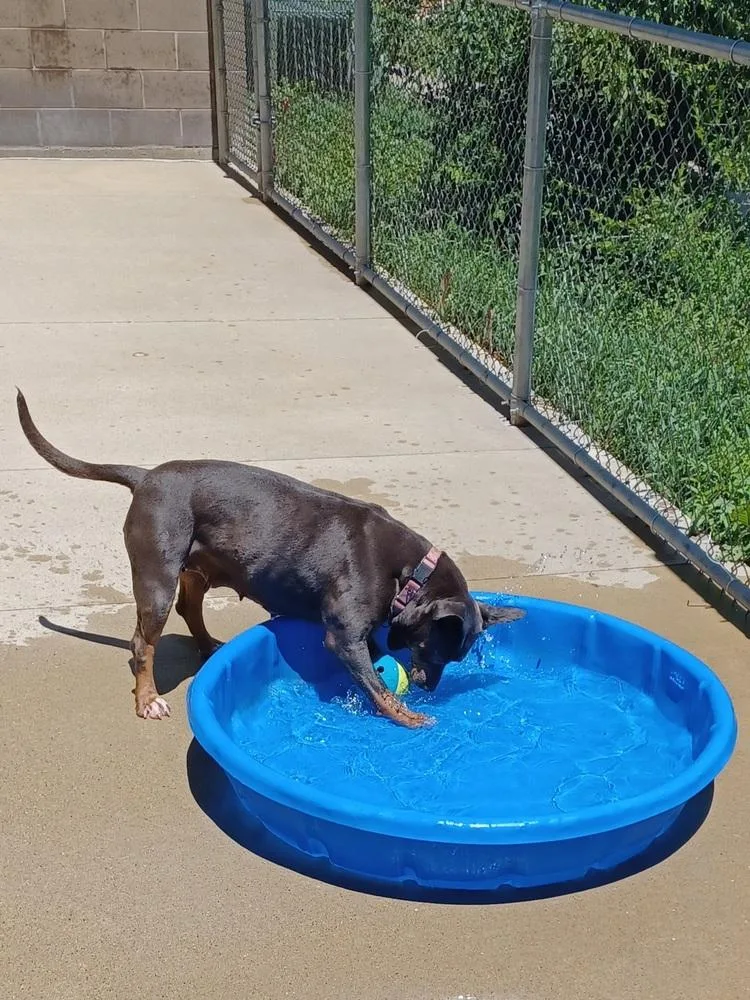 An adult large-sized female Gray / Blue / Silver Staffordshire Bull Terrier dog named River for adoption in Kalamazoo, MI