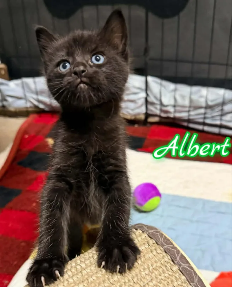 A baby small-sized male Black Domestic Medium Hair cat named Albert for adoption in Woodmere, NY