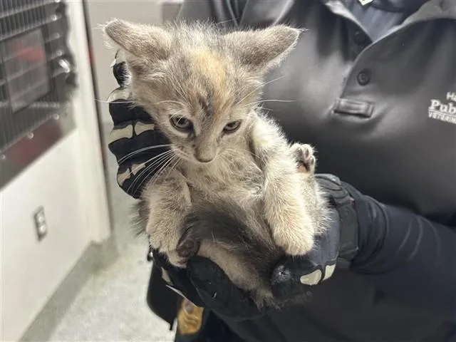 A baby small-sized female Domestic Short Hair cat named A for adoption in Houston, TX