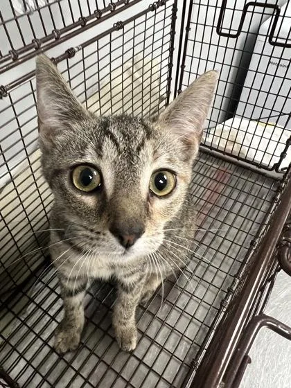 A young small-sized female Domestic Short Hair cat named B Payton Petsmart Summerville for adoption in North Charleston, SC