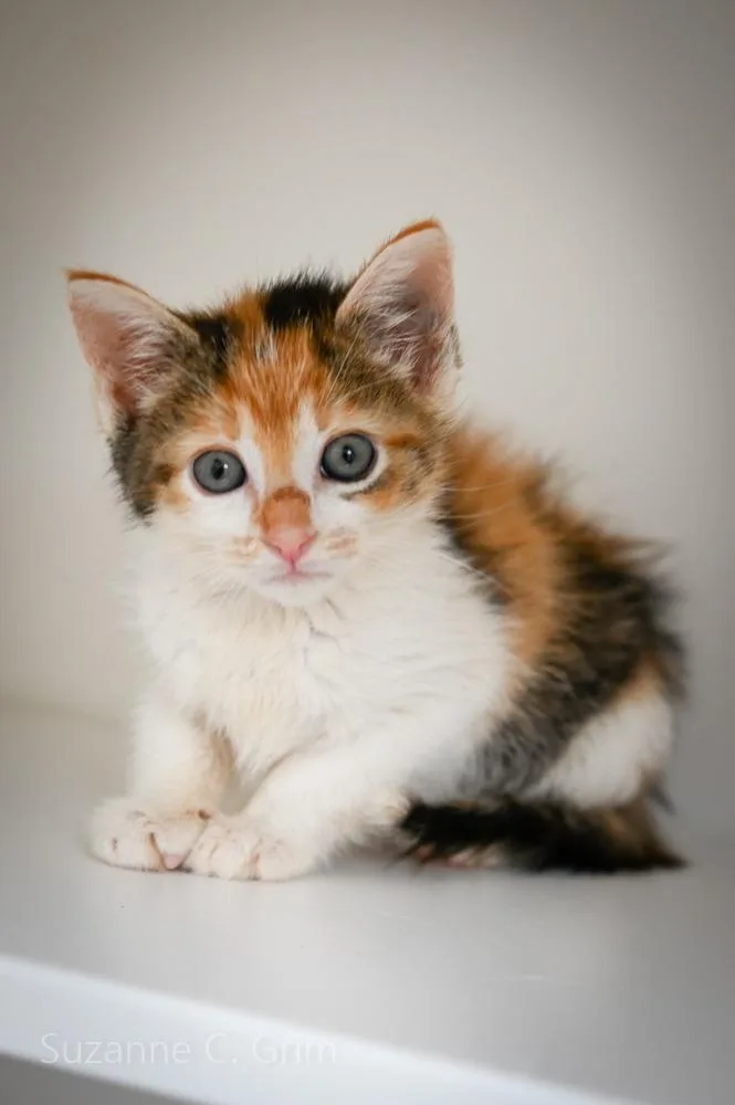 A baby small-sized female Domestic Short Hair cat named Agatha Plank for adoption in New Orleans, LA