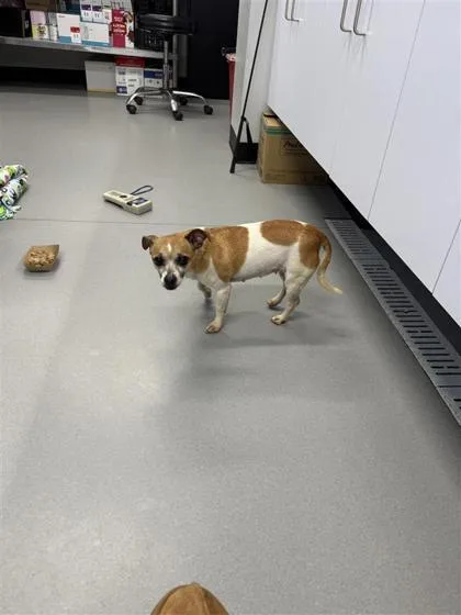 An adult small-sized female Mixed Breed dog named Tiny for adoption in West Chester, PA