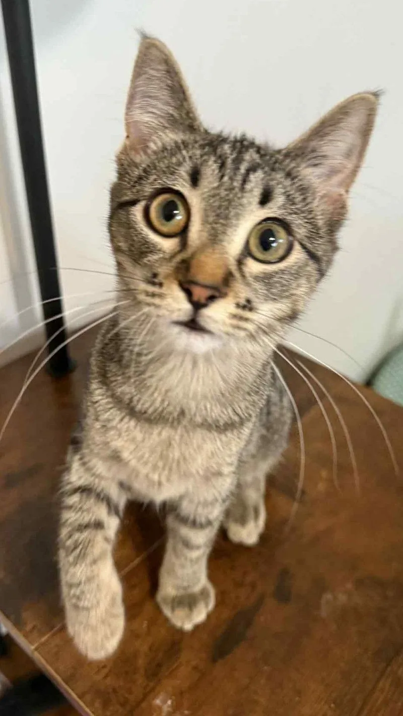 Crumbelina thumbnail 2