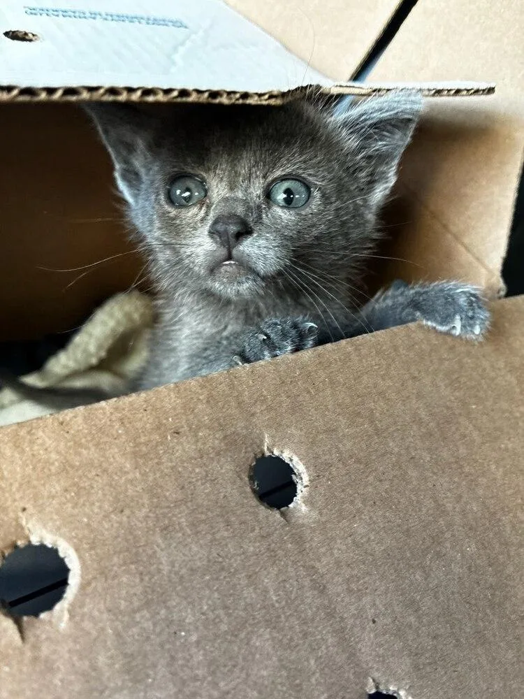 A baby small-sized female Russian Blue cat named Leela. for adoption in Pacifica, CA