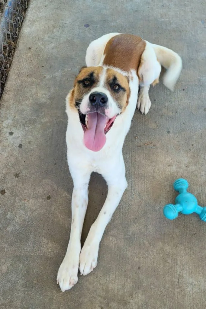 A young medium-sized male Mixed Breed dog named Wilkins for adoption in Rome, GA