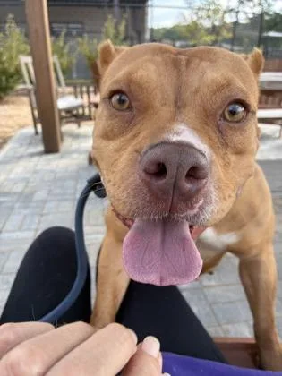An adult large-sized female Pit Bull Terrier dog named Ziga for adoption in Atlanta, GA