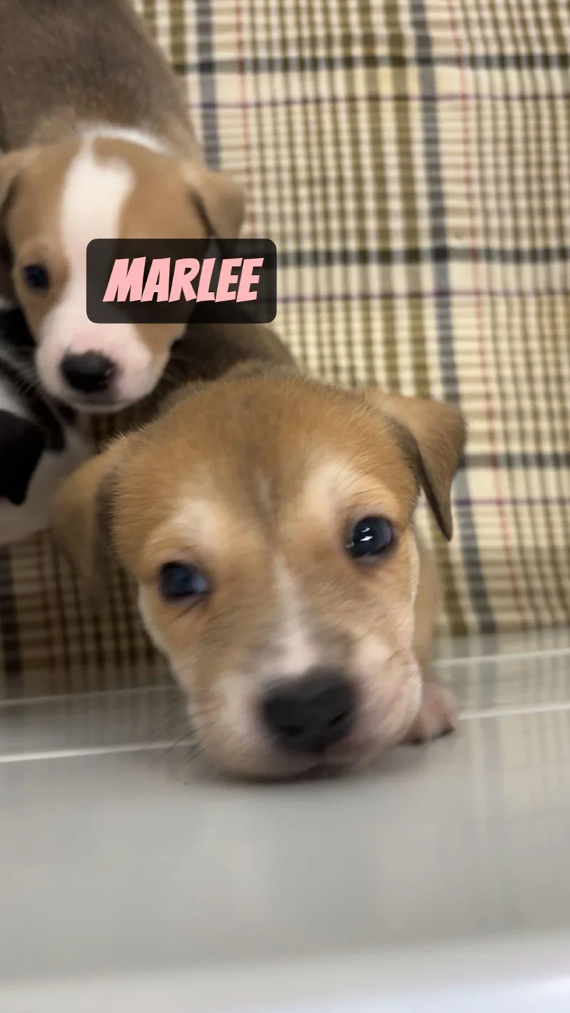 A young medium-sized female Pit Bull Terrier dog named Marlee for adoption in GILBERTS, IL