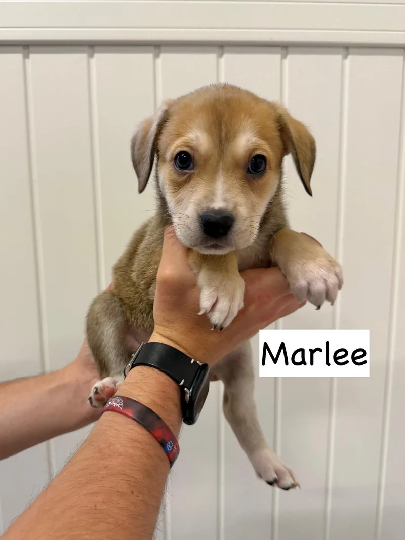 Marlee thumbnail 2