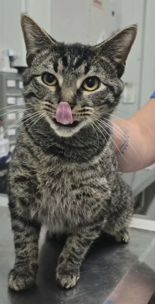 A young large-sized male Domestic Short Hair cat named Harry for adoption in Hillsdale, IN