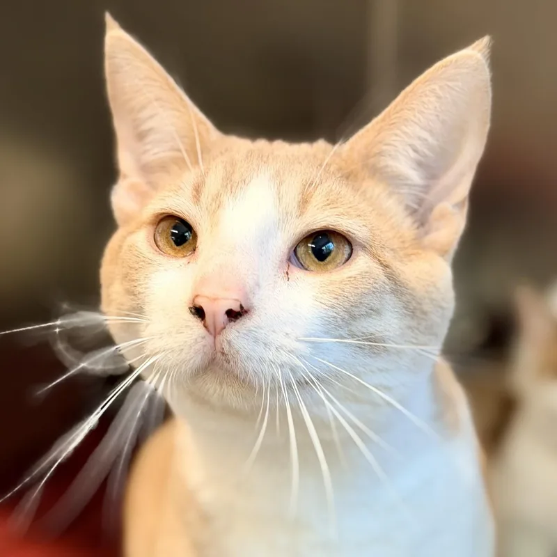 An adult medium-sized male Buff & White Domestic Short Hair cat named Butterball for adoption in Jackson, NJ