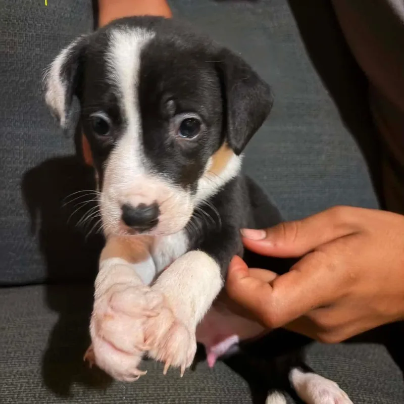 A baby medium-sized male Brown / Chocolate Mixed Breed dog named Elmer Fudd for adoption in Fredericksburg, VA