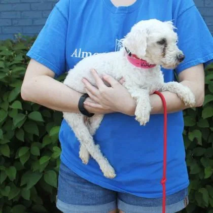 An adult small-sized female Havanese dog named Allison for adoption in Elk Grove Village, IL