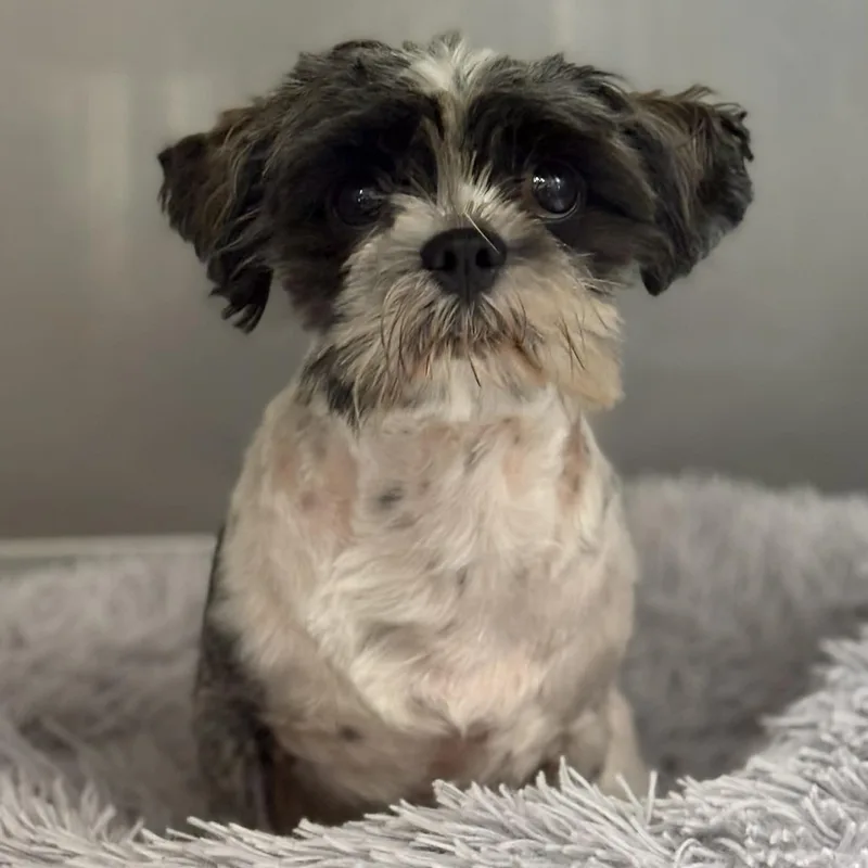 A young small-sized male Tricolor (Brown, Black, & White) Shih Tzu dog named Paluche for adoption in Cape May Court House, NJ