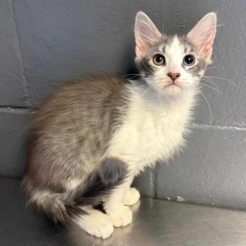A baby small-sized female Gray / Blue / Silver Domestic Medium Hair cat named Tuscstray_ for adoption in Tuscaloosa, AL