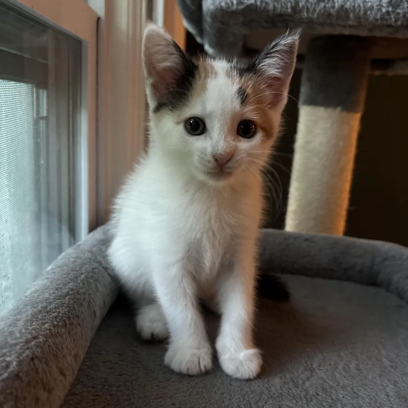 A baby medium-sized female Calico Domestic Short Hair cat named Muffin for adoption in Victor, NY