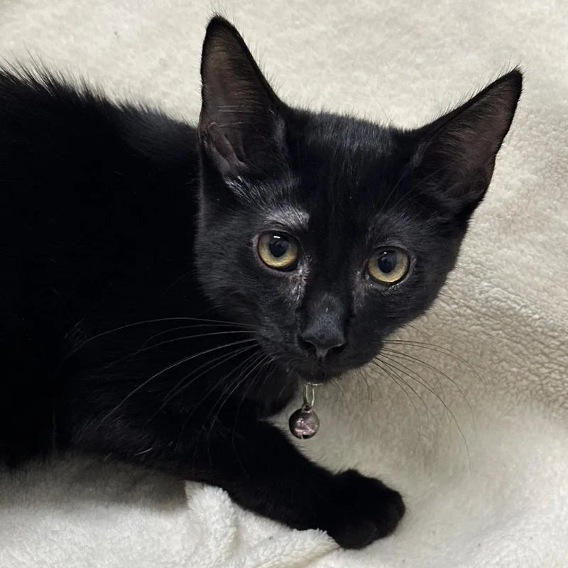 A baby small-sized male Black Domestic Short Hair cat named Oakley for adoption in Matteson, IL