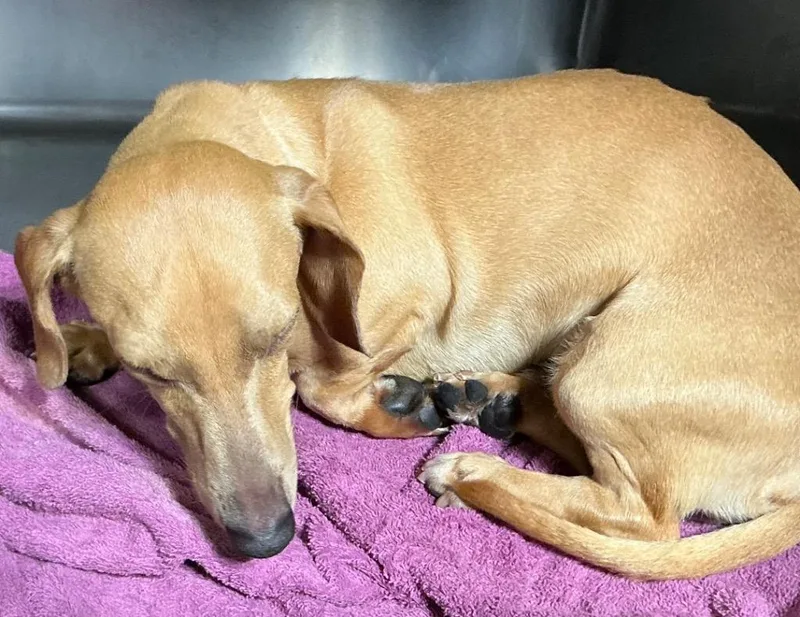 A young small-sized male Dachshund dog named Dozer $ for adoption in Milwaukee, WI