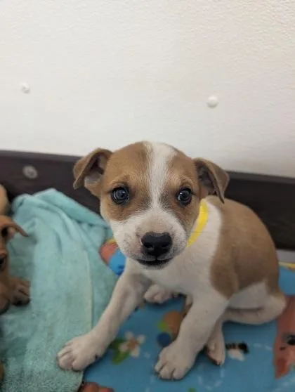 A baby small-sized male Australian Shepherd dog named Rev for adoption in Divide, CO