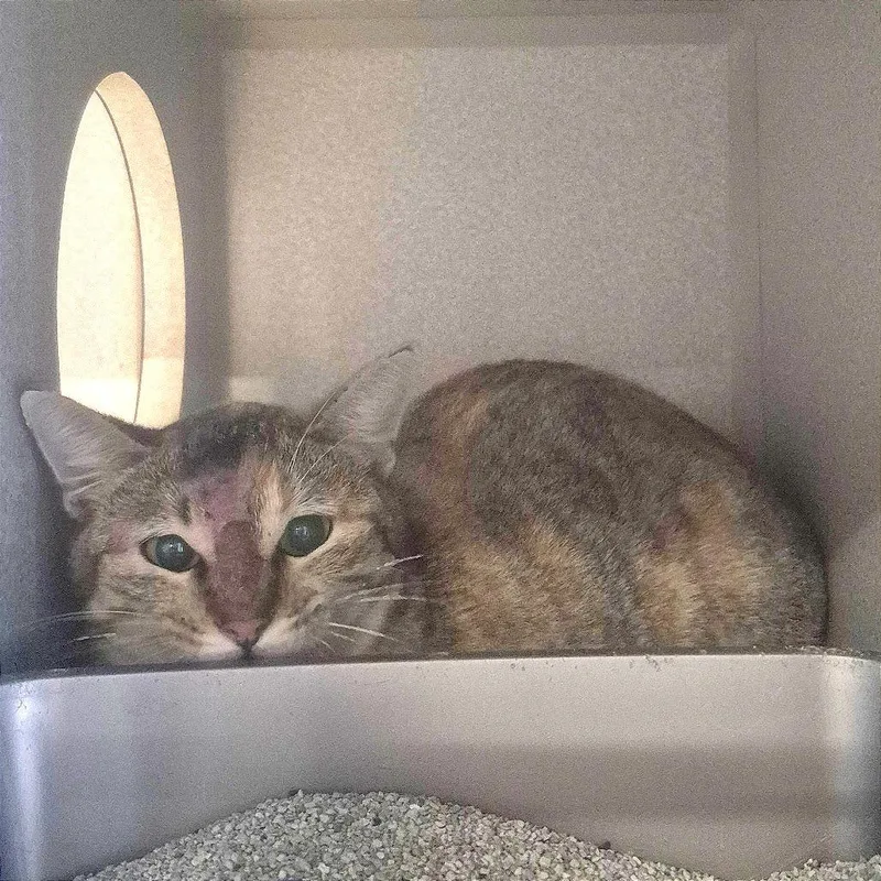 A young medium-sized female Brown / Chocolate Domestic Short Hair cat named Rosie The Riveter for adoption in Austin, TX
