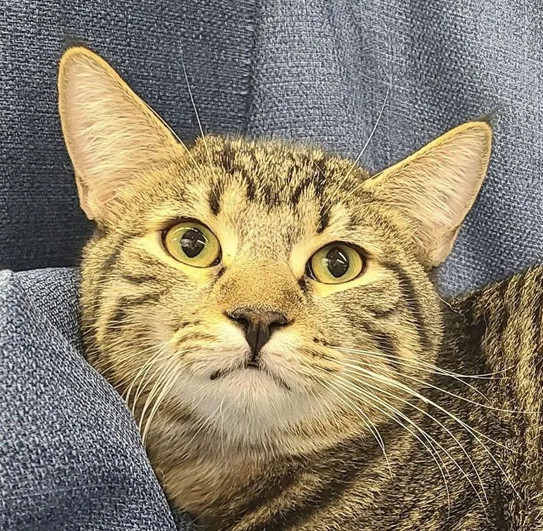 A baby medium-sized male Domestic Short Hair cat named Alder for adoption in Antioch, CA