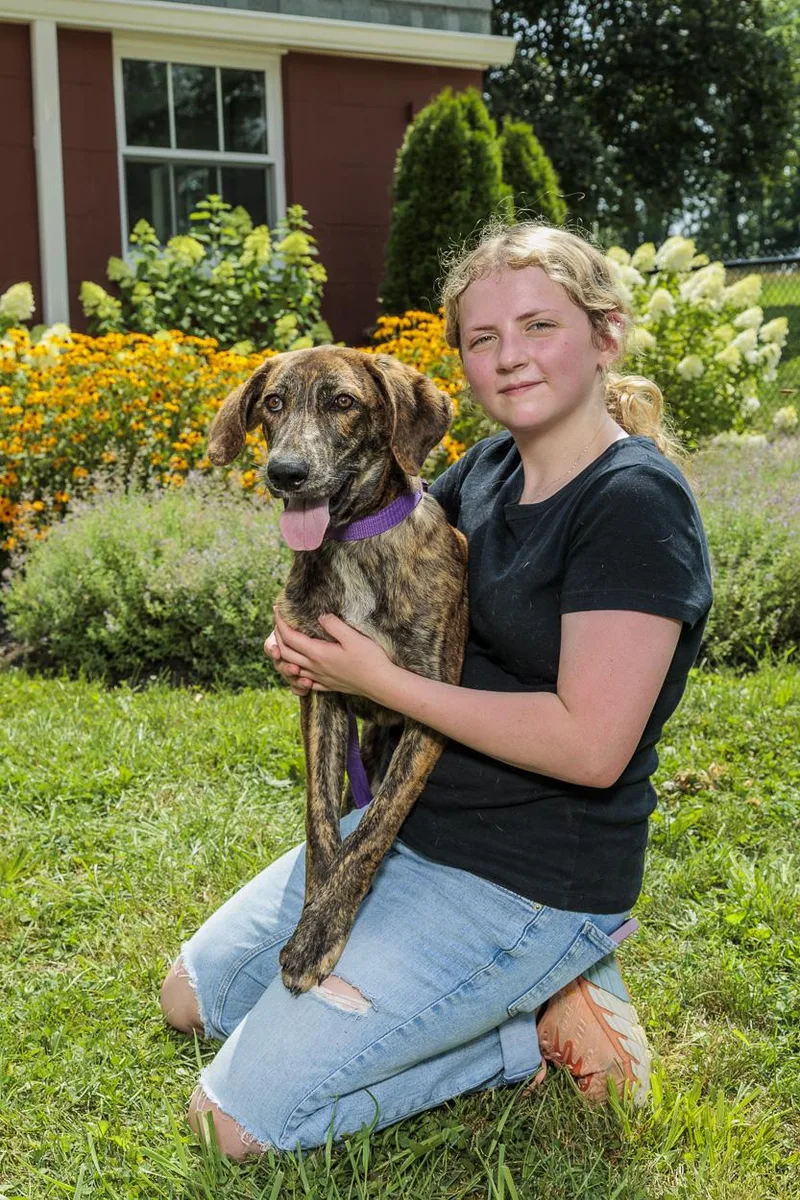 A young medium-sized female Treeing Walker Coonhound dog named Tessa for adoption in Chester Springs, PA