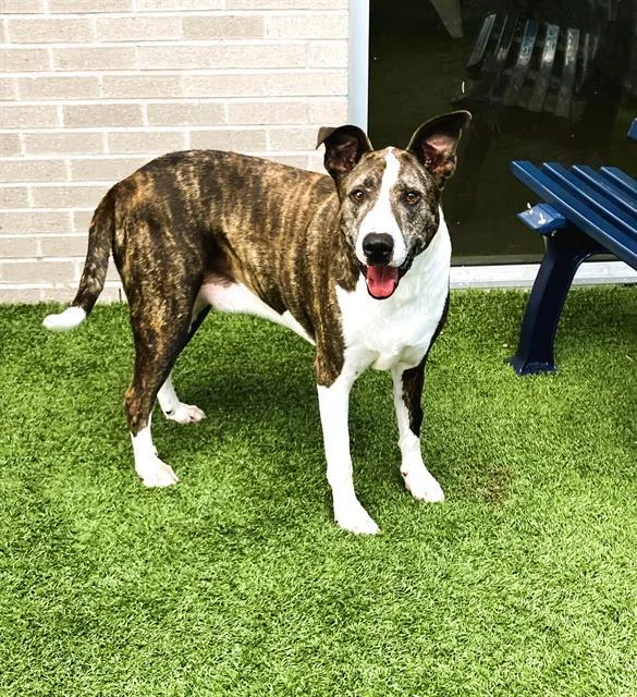 An adult large-sized male Pit Bull Terrier dog named Zimba for adoption in Dallas, TX