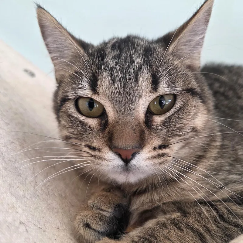 A young small-sized female Brown / Chocolate Domestic Short Hair cat named Potato for adoption in Leander, TX