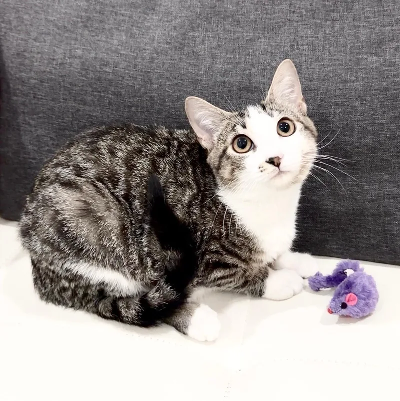 A baby small-sized female Domestic Short Hair cat named Louise for adoption in Miami, FL