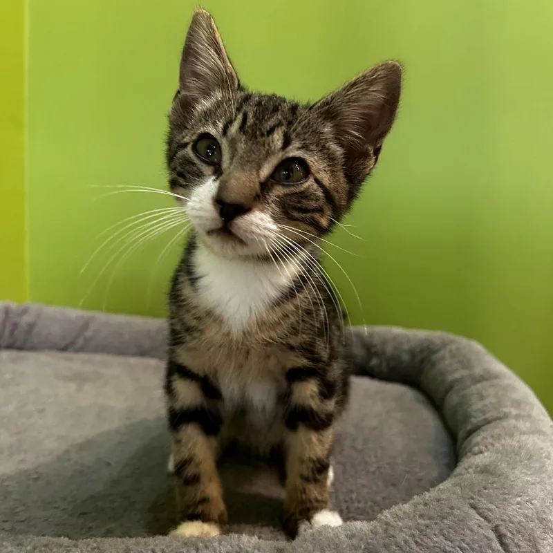 Jack Skellington thumbnail 2