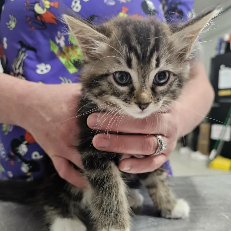 A baby small-sized female Brown / Chocolate Domestic Long Hair cat named Cold Mojito for adoption in Fredericksburg, VA