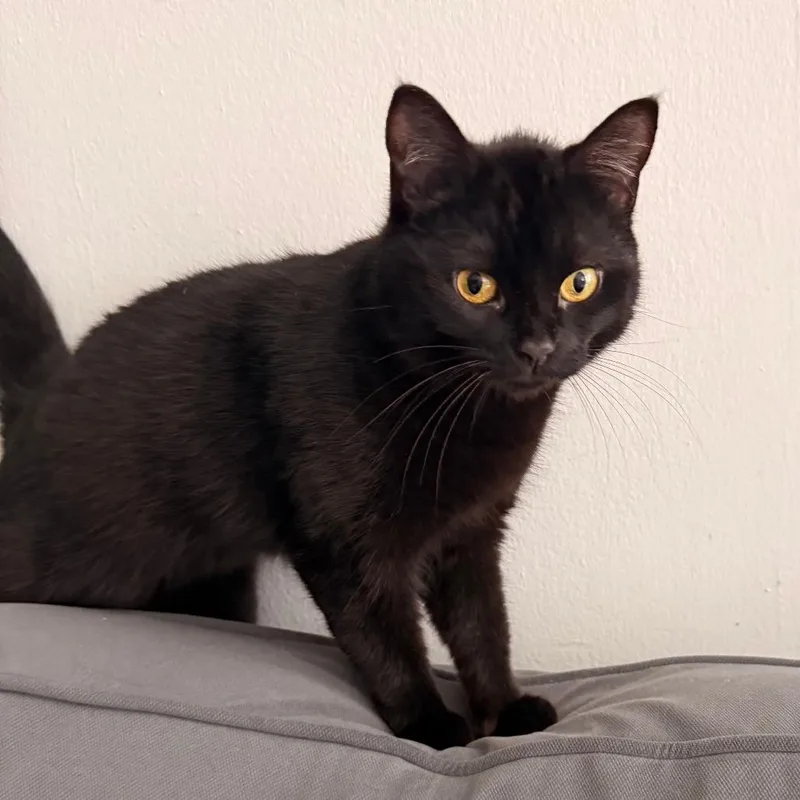 An adult medium-sized female Black Domestic Short Hair cat named Ink Joy for adoption in Evanston, IL