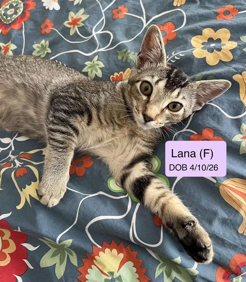 A baby medium-sized female Tabby cat named Lana for adoption in Vacaville, CA