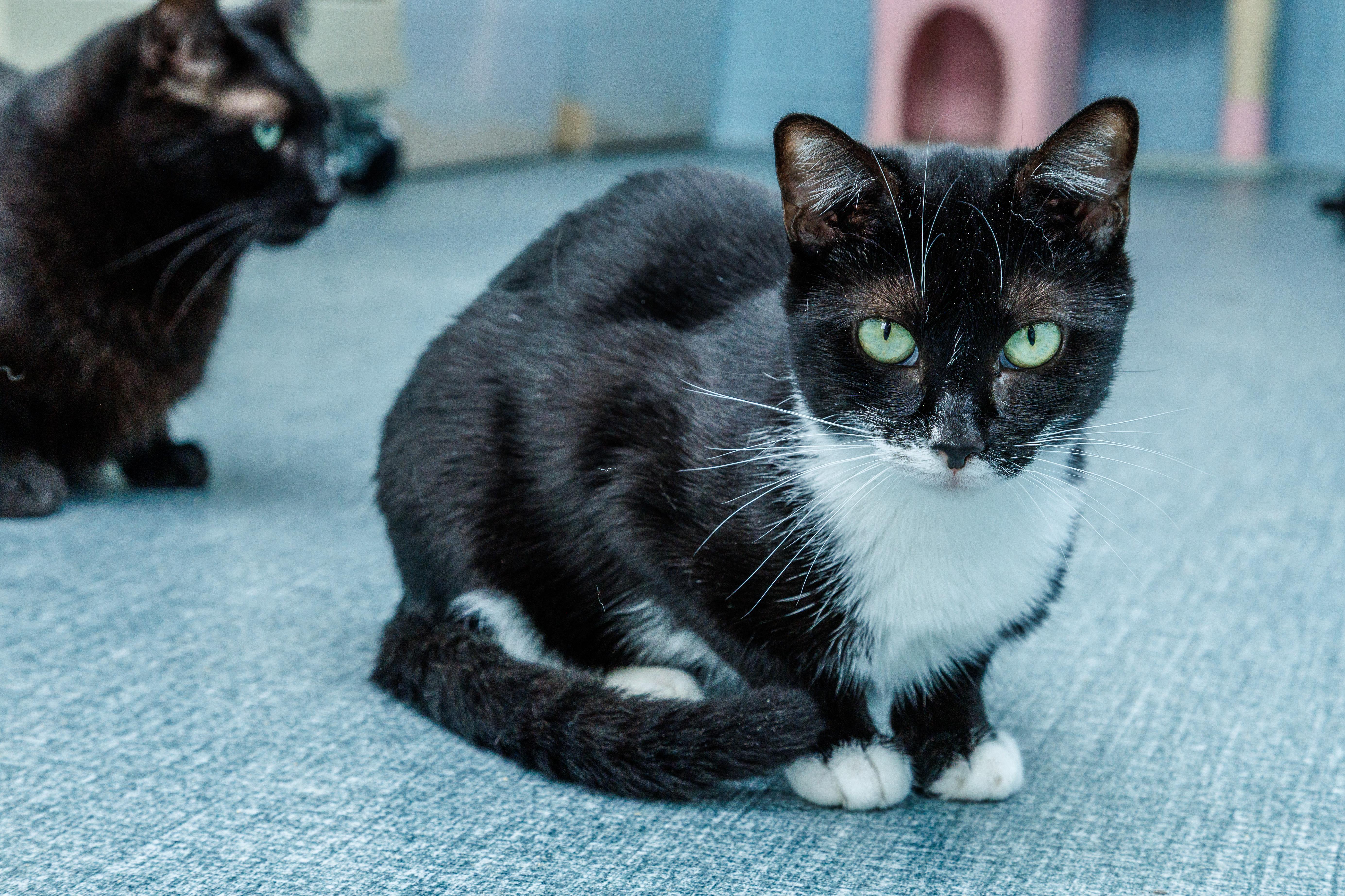 An adult medium-sized male Black & White / Tuxedo Domestic Short Hair cat named Mitsu for adoption in Chester Springs, PA