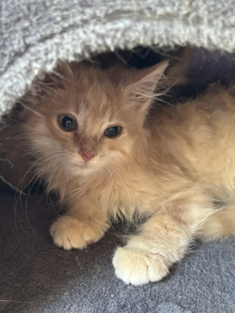 A baby small-sized male Domestic Medium Hair cat named Catan for adoption in Bethel Park, PA