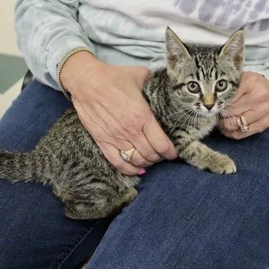 A baby small-sized female Gray / Blue / Silver Domestic Short Hair cat named Sabrina for adoption in Birmingham, AL