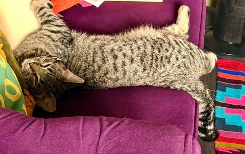 A young medium-sized male Brown / Chocolate Tabby cat named Jinx for adoption in Indian Trail, NC