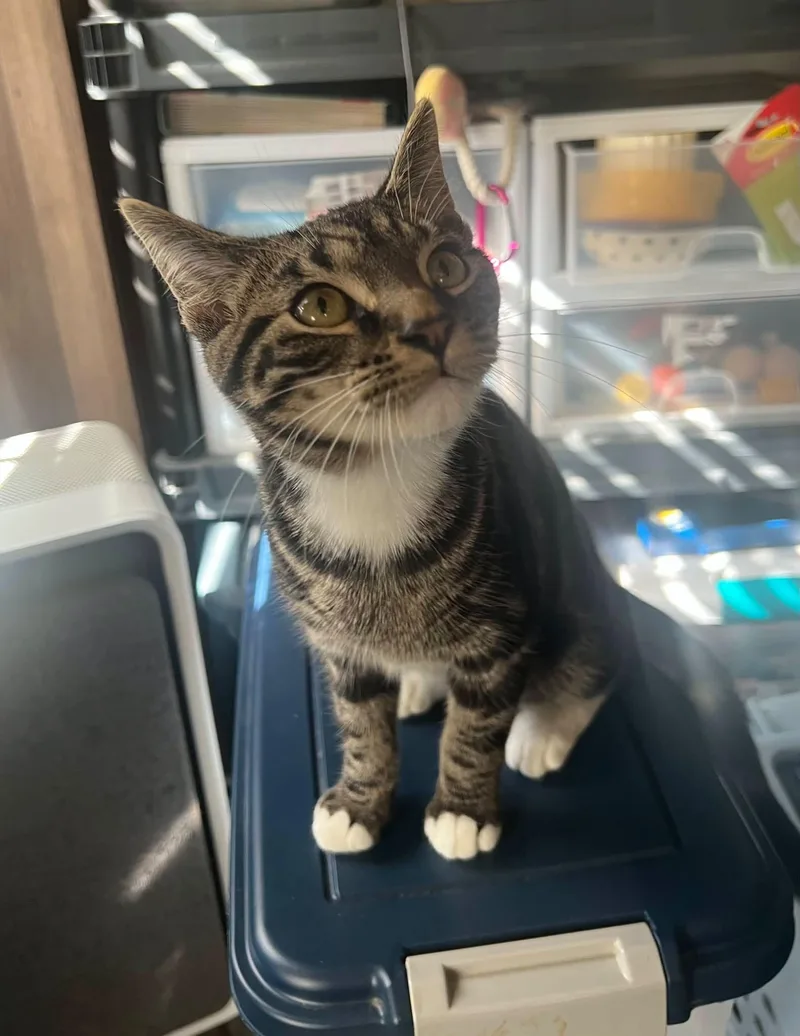 A young small-sized male Tabby cat named Charlie for adoption in Richmond Dale, OH