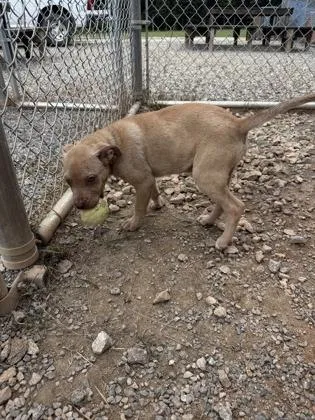 A baby small-sized male Mixed Breed dog named Azul for adoption in Barnesville, GA