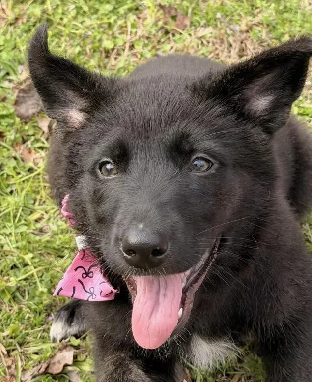 A baby medium-sized female Black Anatolian Shepherd dog named Loretta for adoption in Calera, AL