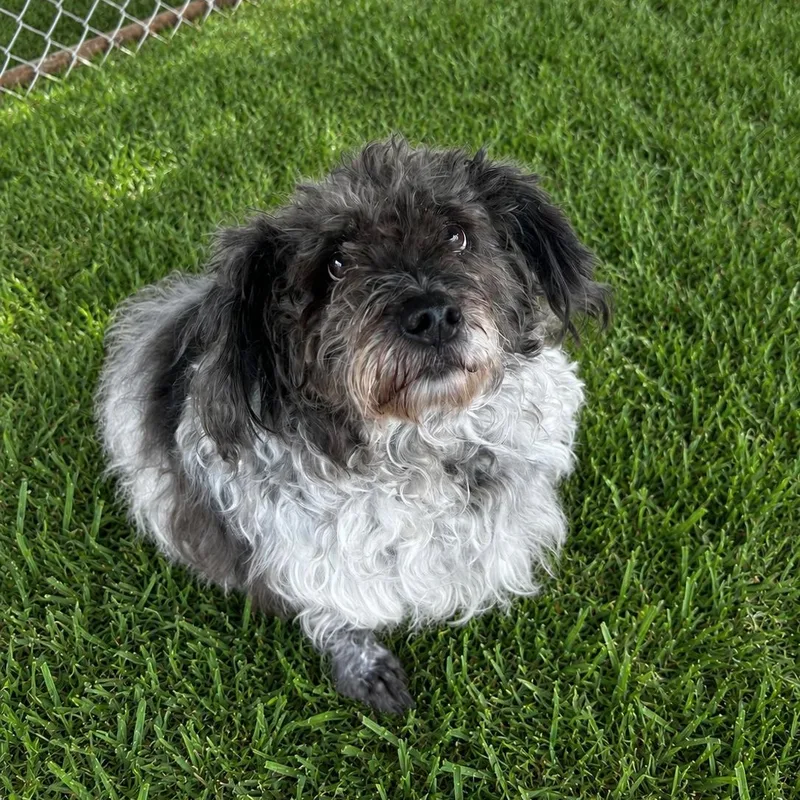 Bella