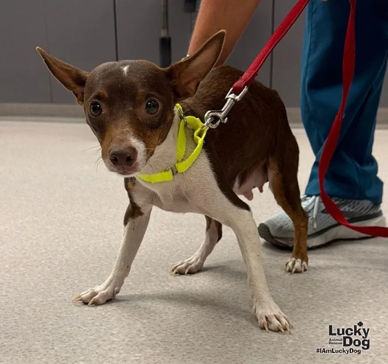 A young small-sized female Chihuahua dog named Josie for adoption in Washington, DC