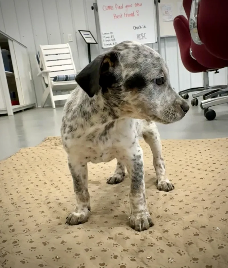 A baby medium-sized female Harlequin Cattle Dog dog named Freckles for adoption in Kalamazoo, MI
