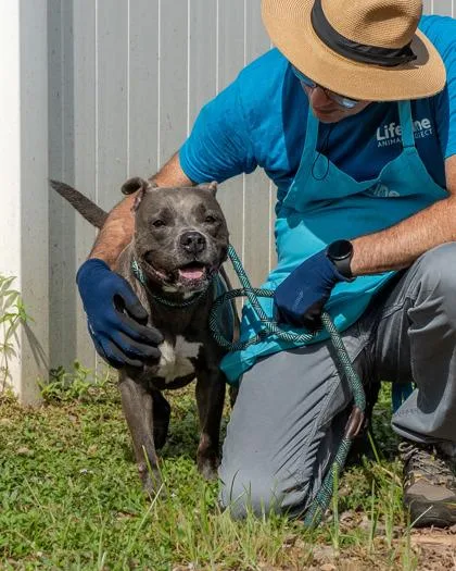 An adult large-sized female Mixed Breed dog named Essence for adoption in Chamblee, GA