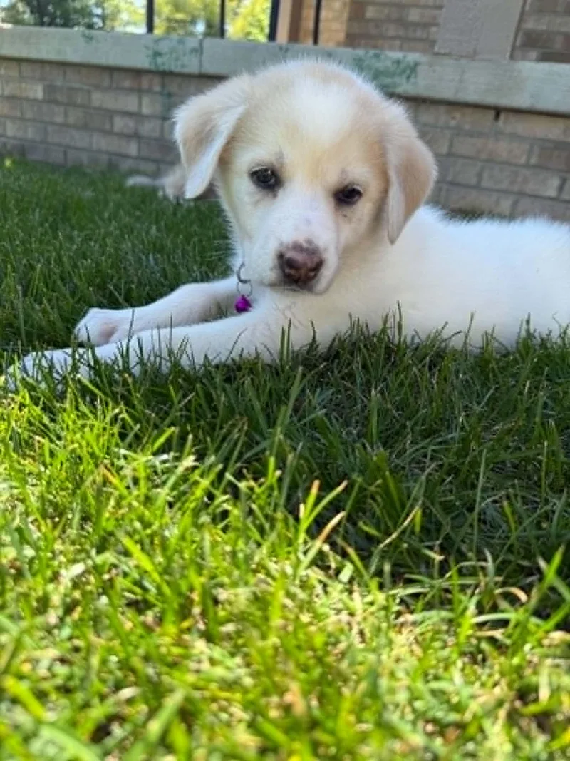 A baby large-sized female Great Pyrenees dog named Almond for adoption in New Baltimore, MI