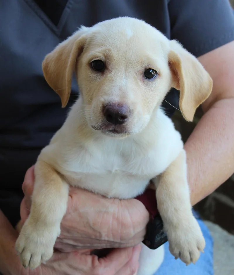 A baby medium-sized female Labrador Retriever dog named Winnie for adoption in Prattville, AL