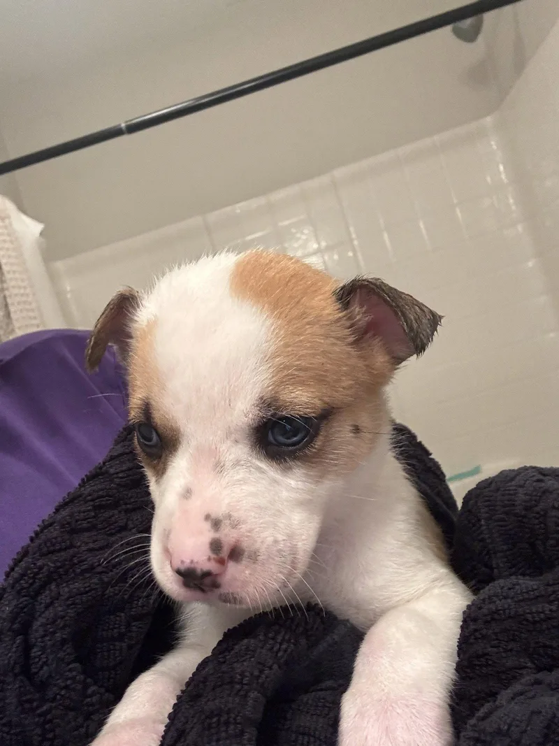 A baby medium-sized female Catahoula Leopard Dog dog named Sheetz for adoption in Holly Springs, NC