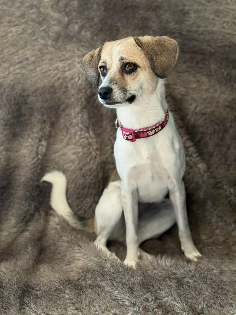A young small-sized female Chihuahua dog named Mona for adoption in Eagle, CO