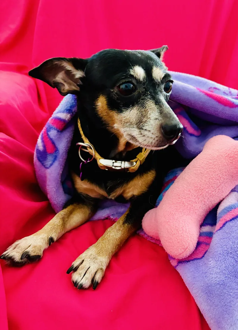 An adult small-sized female Chihuahua dog named Miss Etta James for adoption in Alpharetta, GA