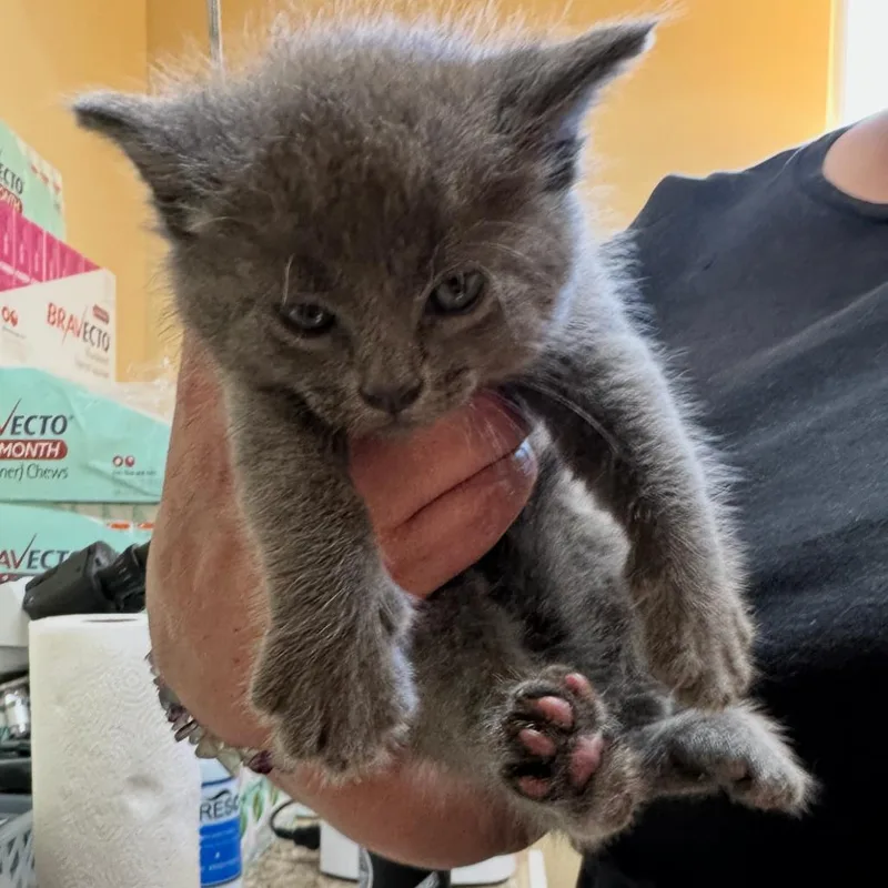 A baby small-sized male Gray / Blue / Silver Domestic Short Hair cat named Sterling for adoption in Corinth, MS